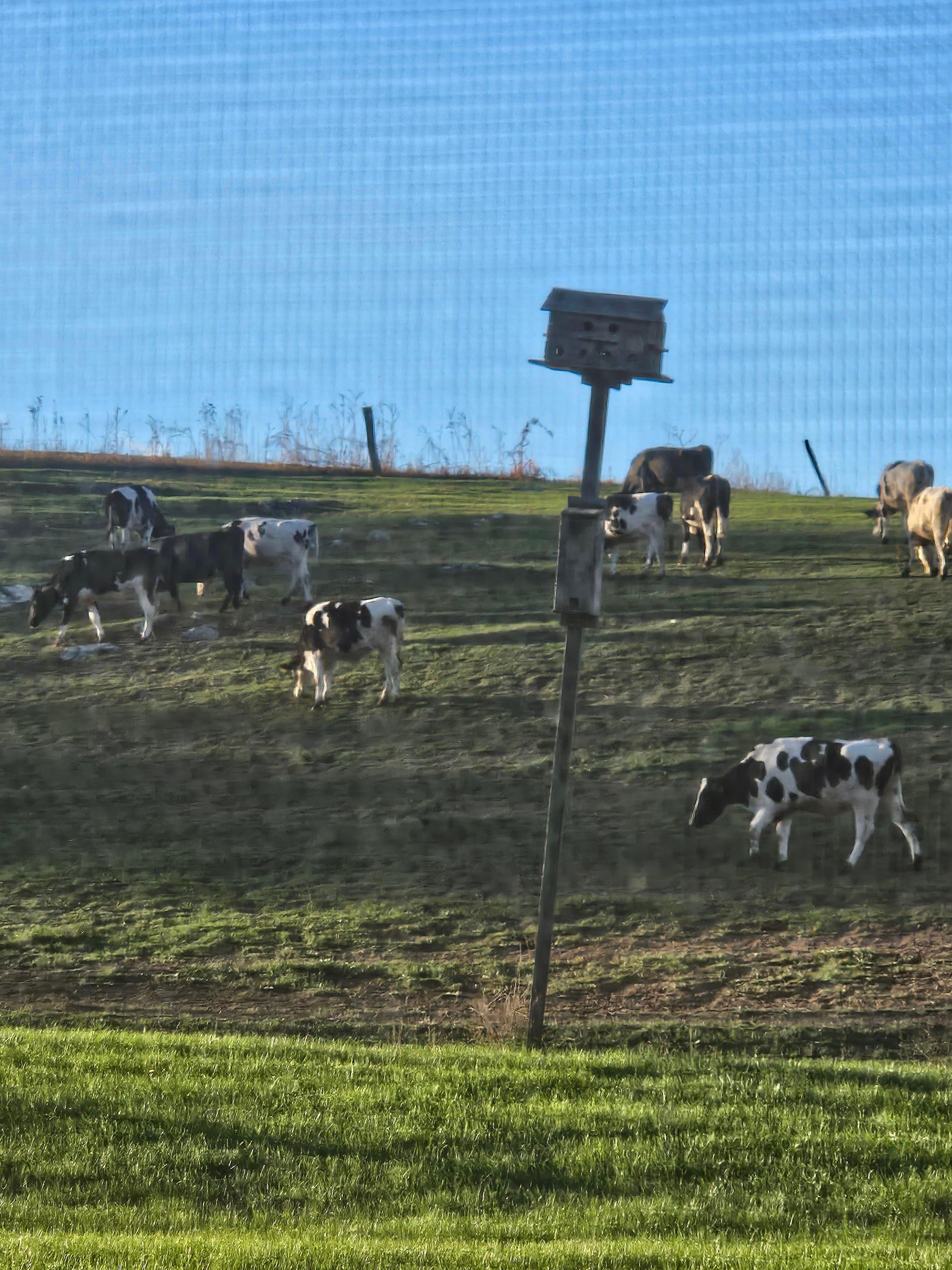 The cows came to visit.