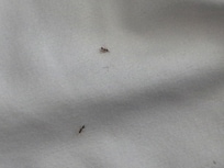 Ants actively crawling on our special needs son's bed.