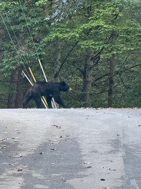 Bear outside of the Cabin!