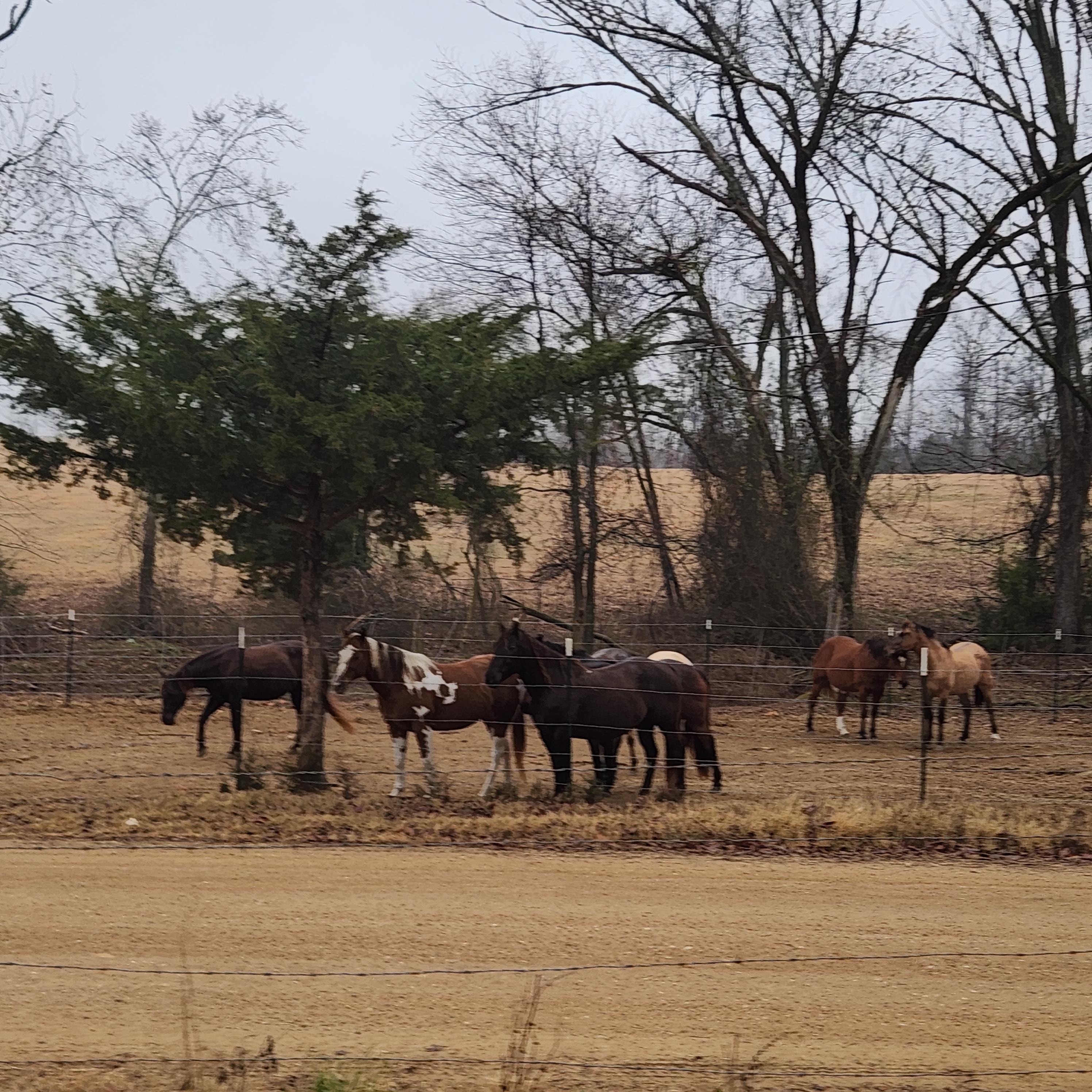 Riverman Trailride Horses
