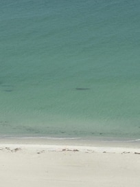Manatee cruising.