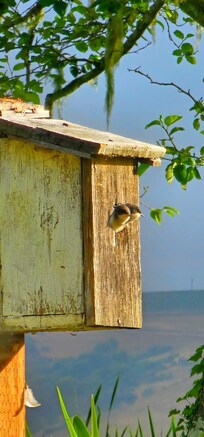 Waiting for their breakfast!