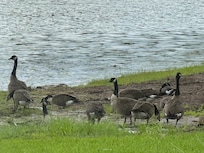 Canadian Geese