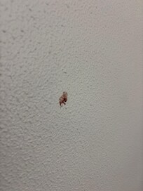 Blood stains in wall