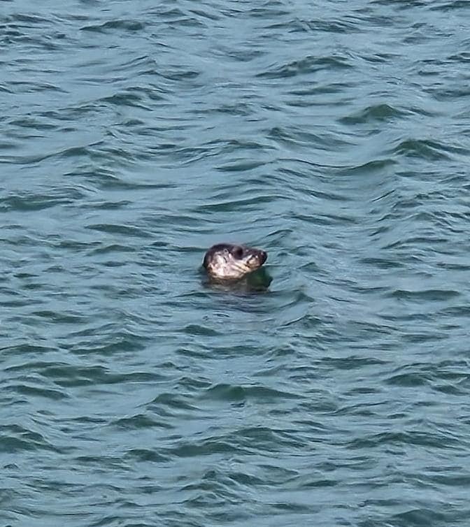 Neugieriger Besuch 😁 im 5 Minuten entfernten Atlantik