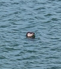Neugieriger Besuch 😁 im 5 Minuten entfernten Atlantik