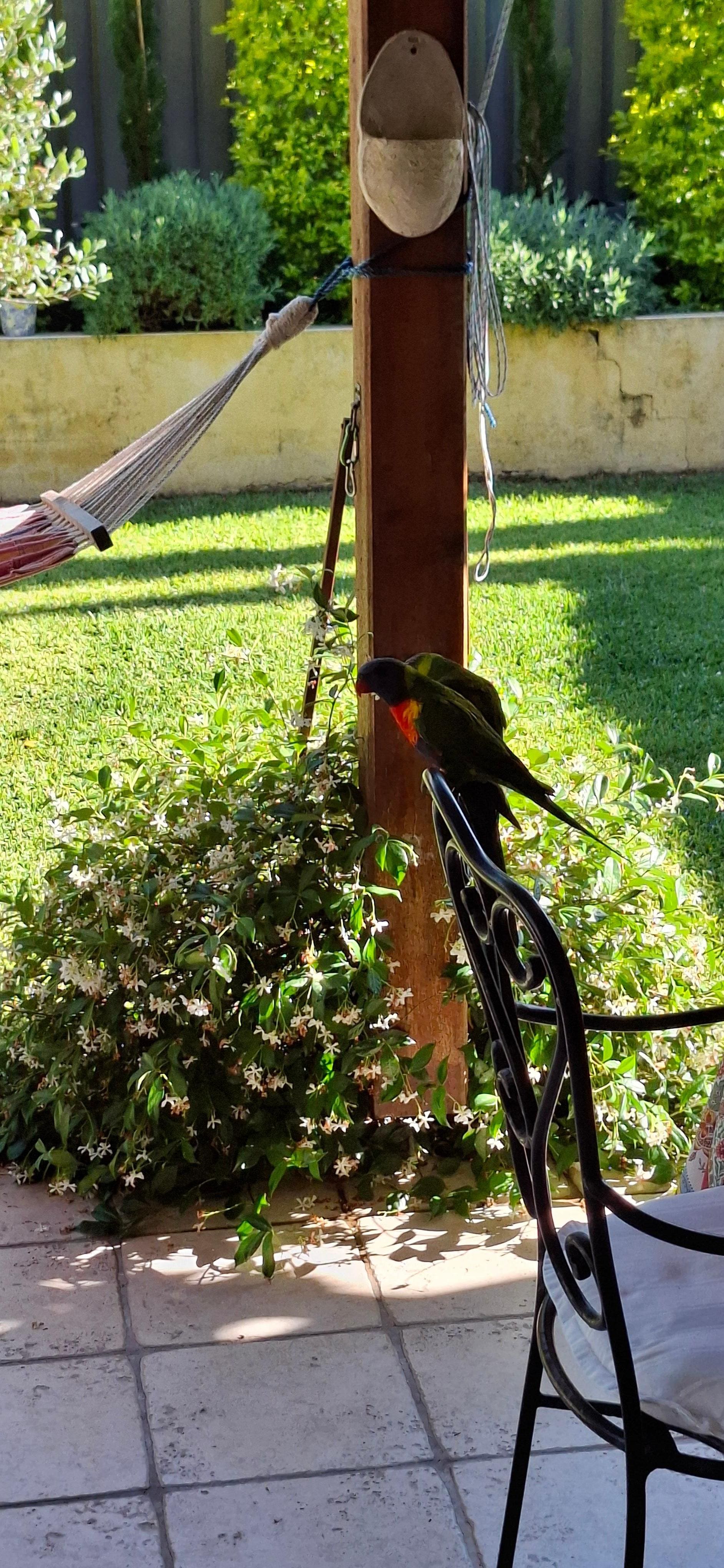 Beautiful garden where the two local lorikeets come to feed. 