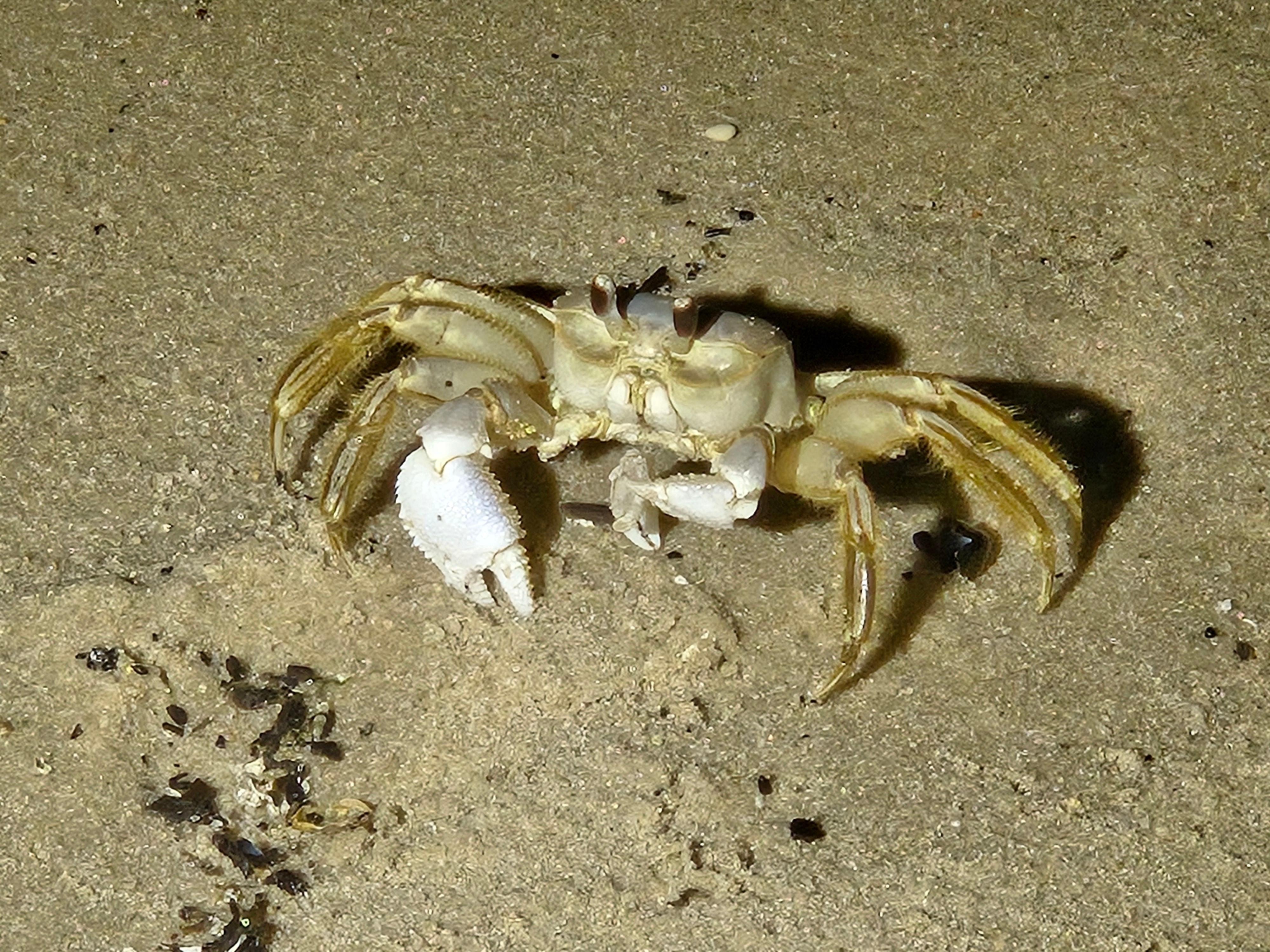 We went to the beach looking for crabs after dark one day. We saw plenty! 