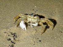 We went to the beach looking for crabs after dark one day. We saw plenty!