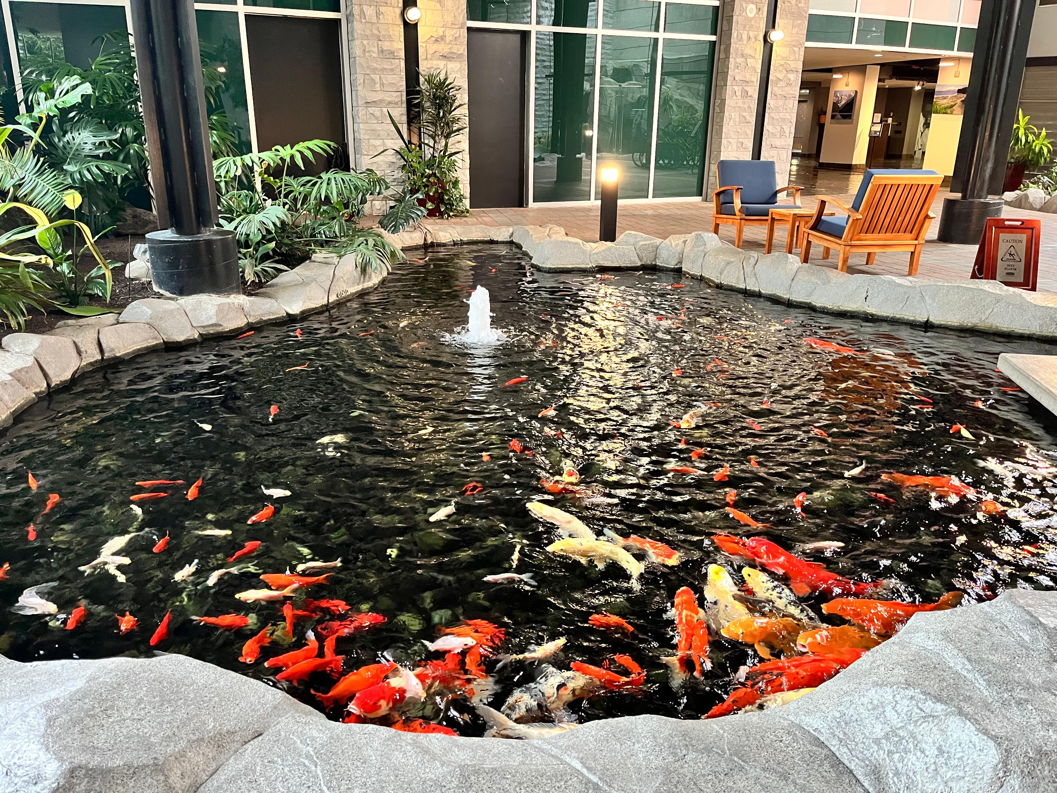 The koi pond in the lobby