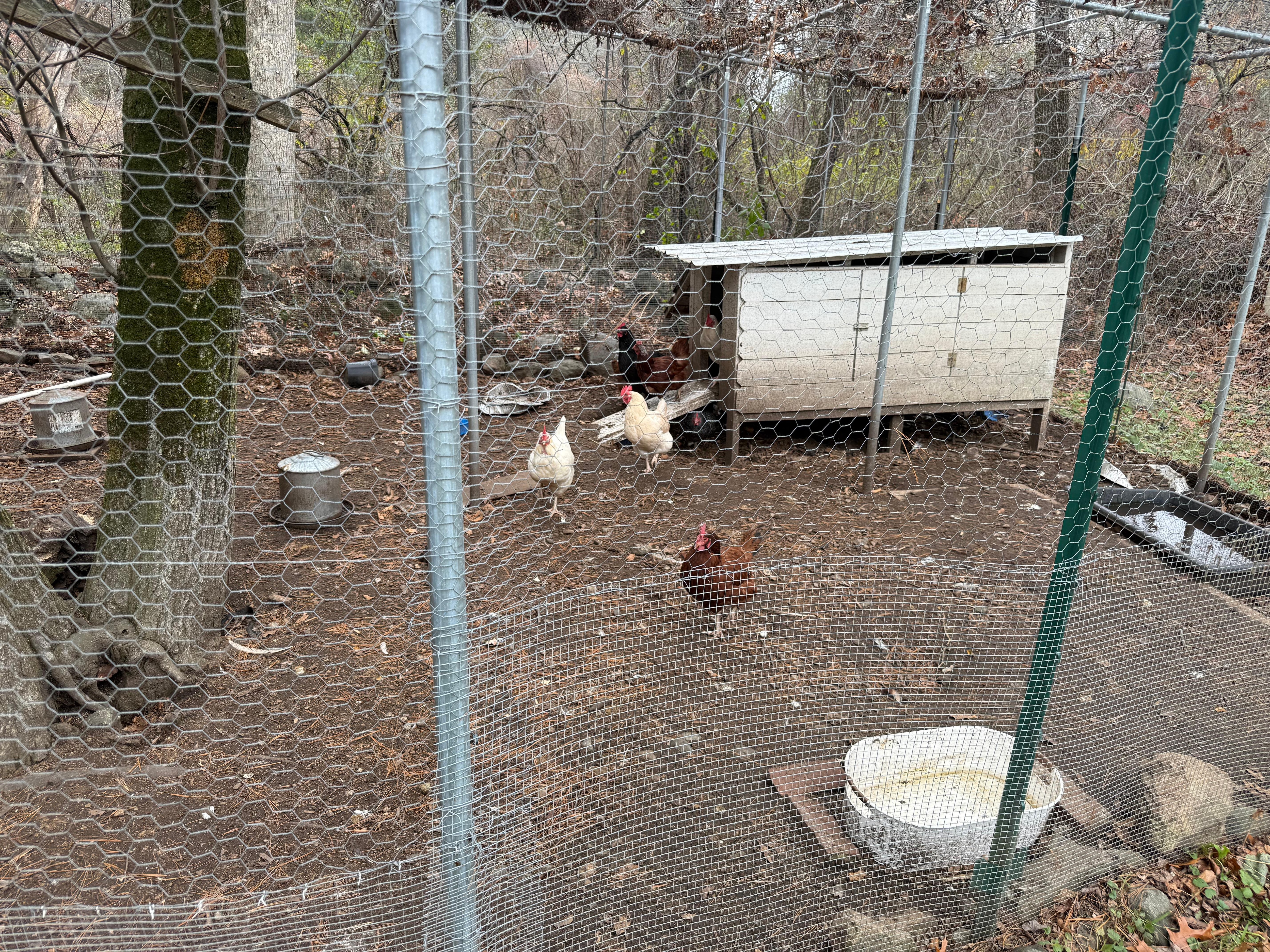 Chicken coop on the property 