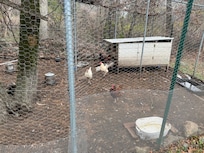 Chicken coop on the property