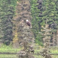 The eagle in the tree out from the deck.