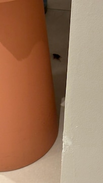 Cockroach behind the bathtub