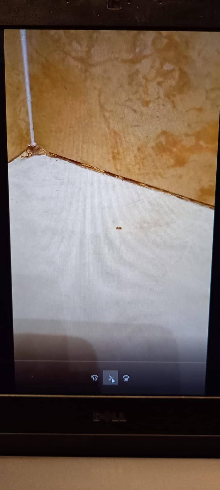 unsauberer Fliesenabschluß. Versteck für Ameisen?