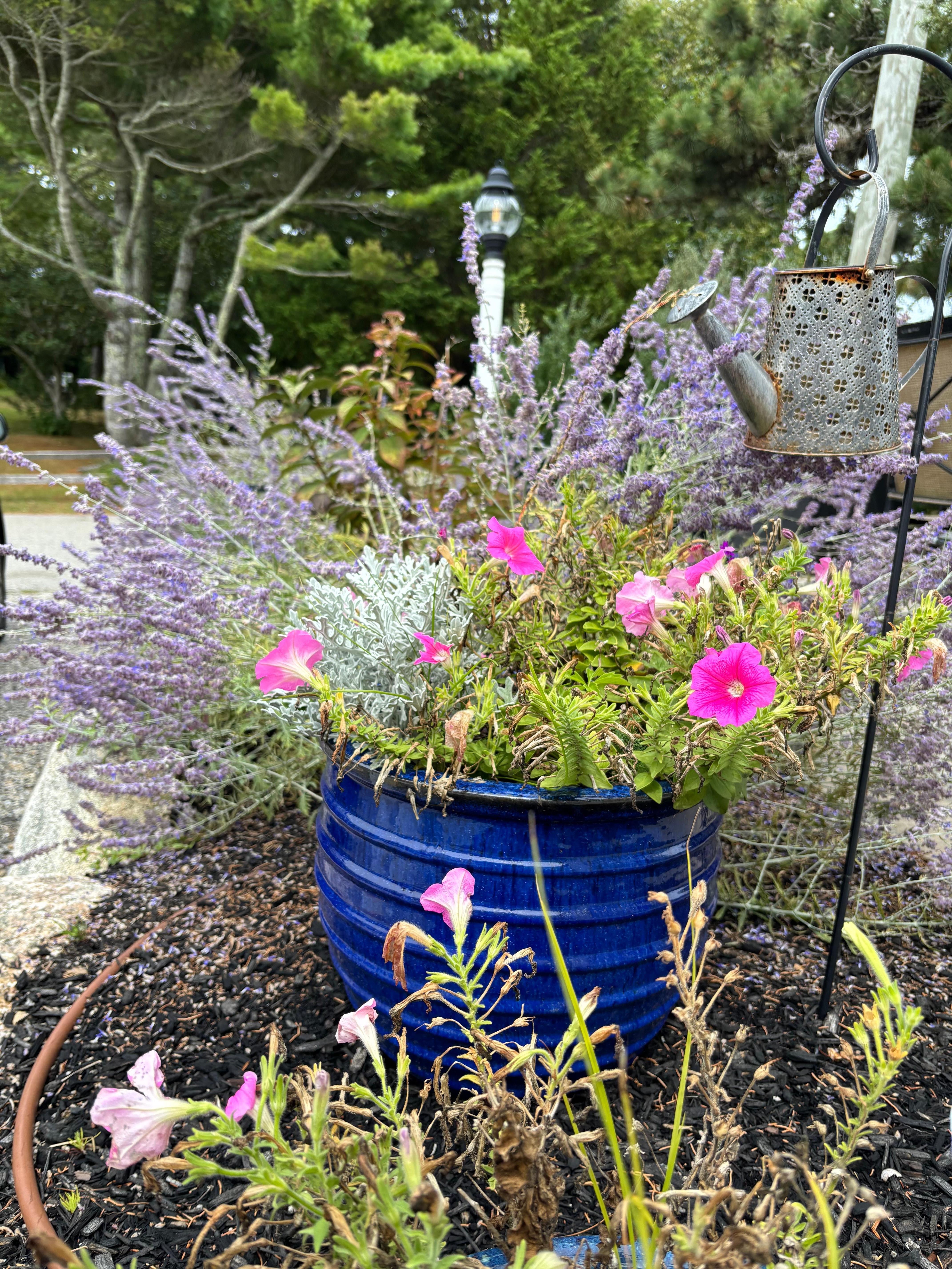 Garden next to outdoor table 