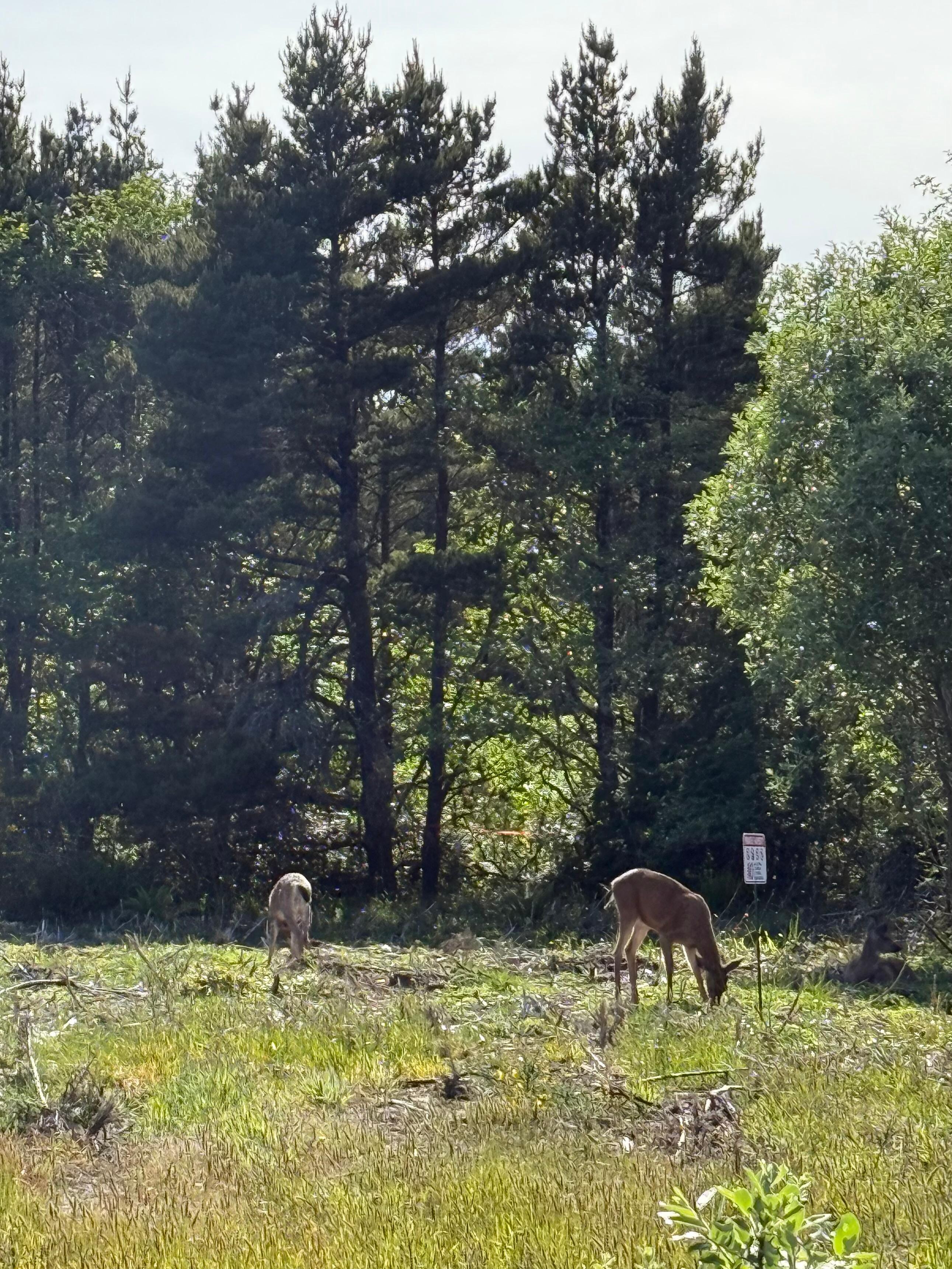 Deer next door!