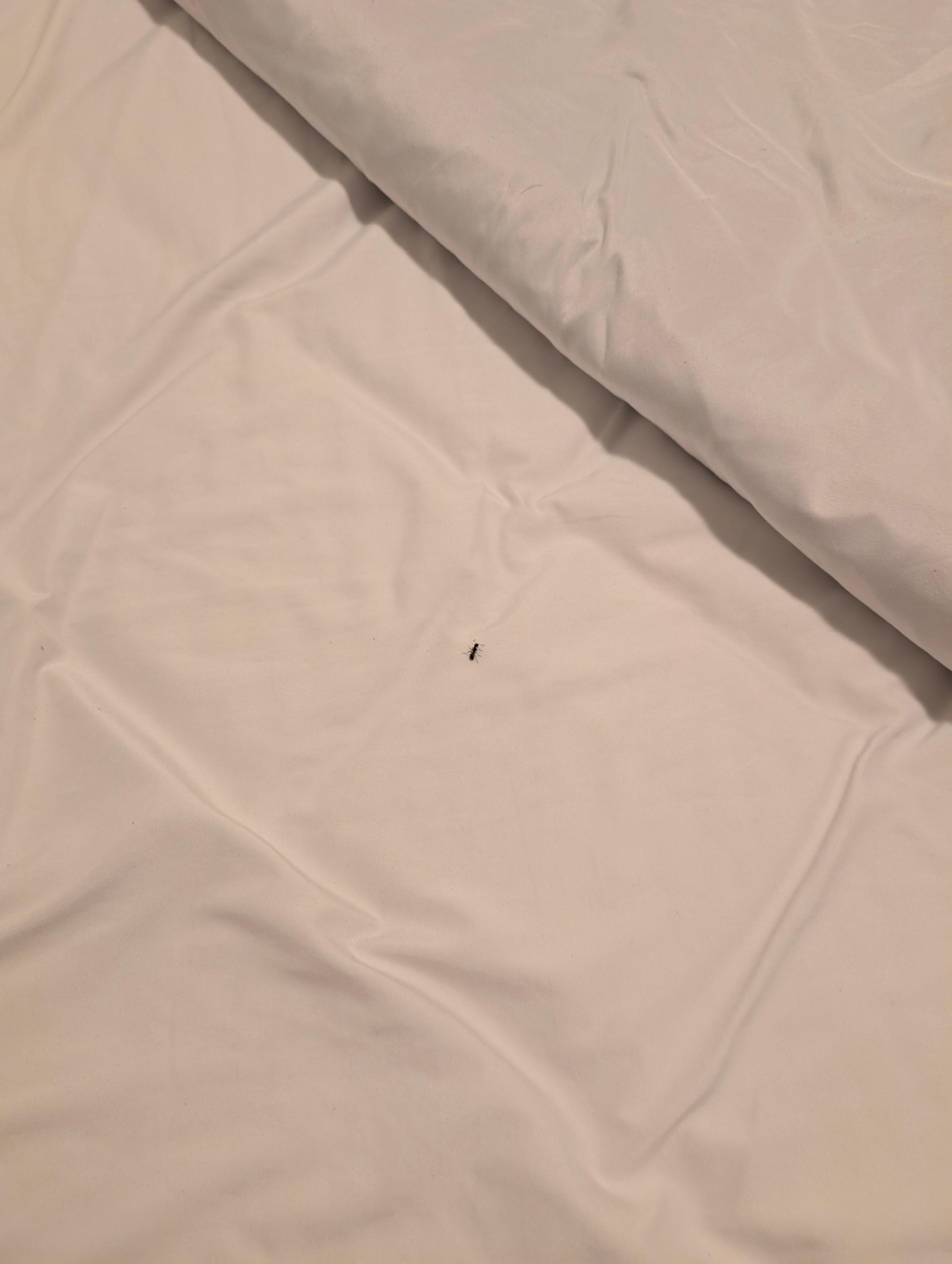 Bugs in the beds