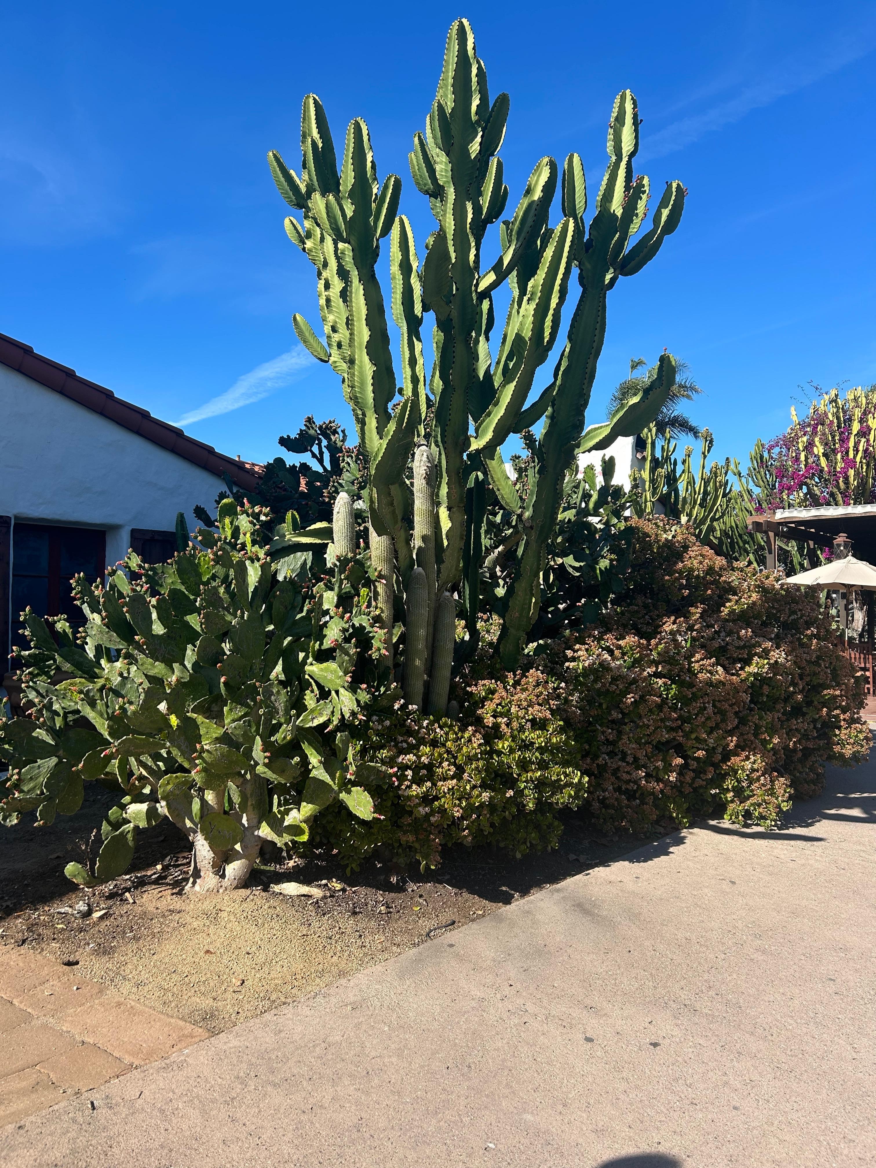Cacti with Character