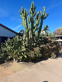Cacti with Character