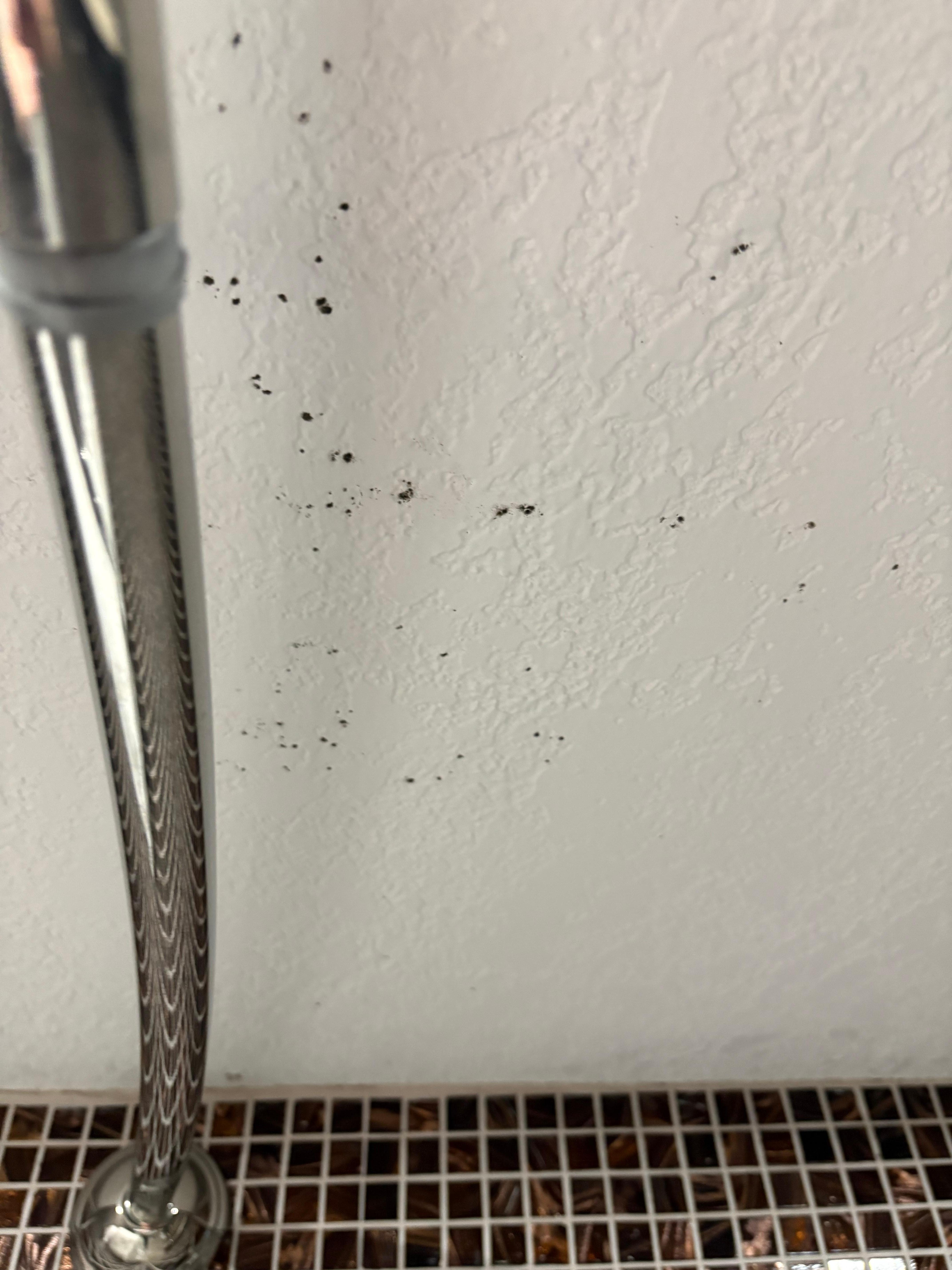 What looks like to be mold.