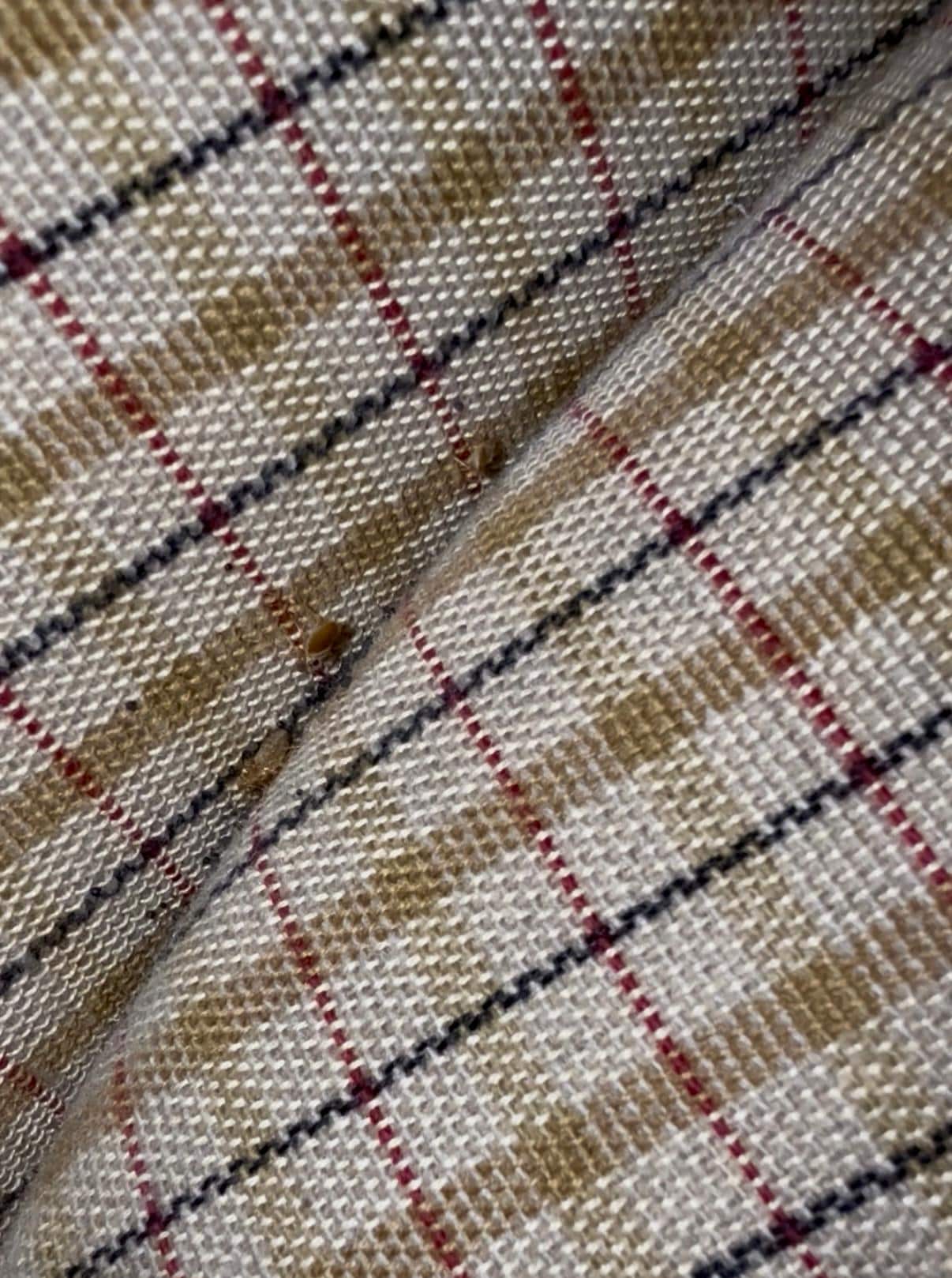 Bedbugs 