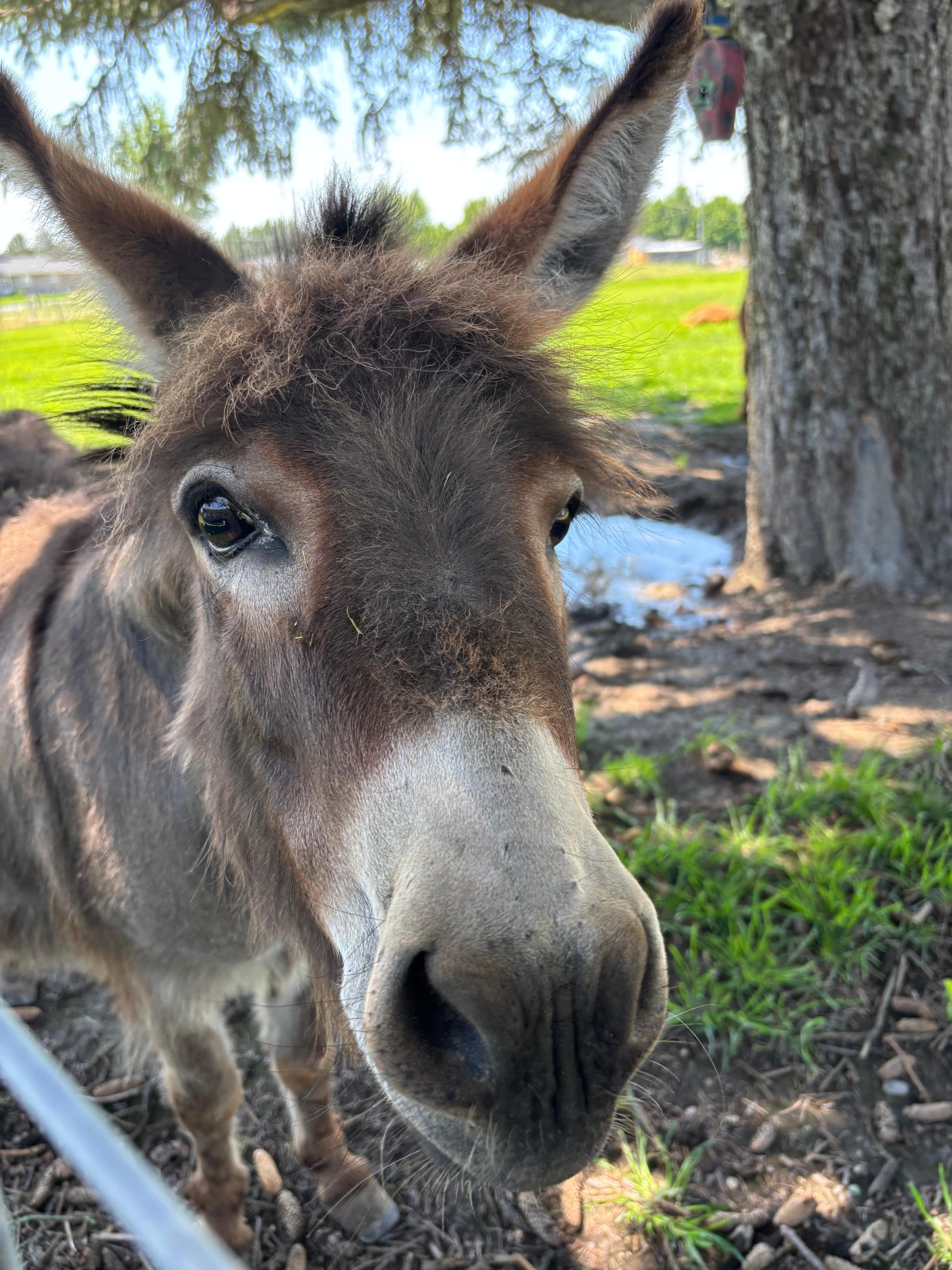 The very charming mini donkey.