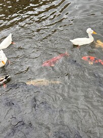 Feeding frenzy. It’s soo cool that they sell fish food. We had a ball feeding the fish.