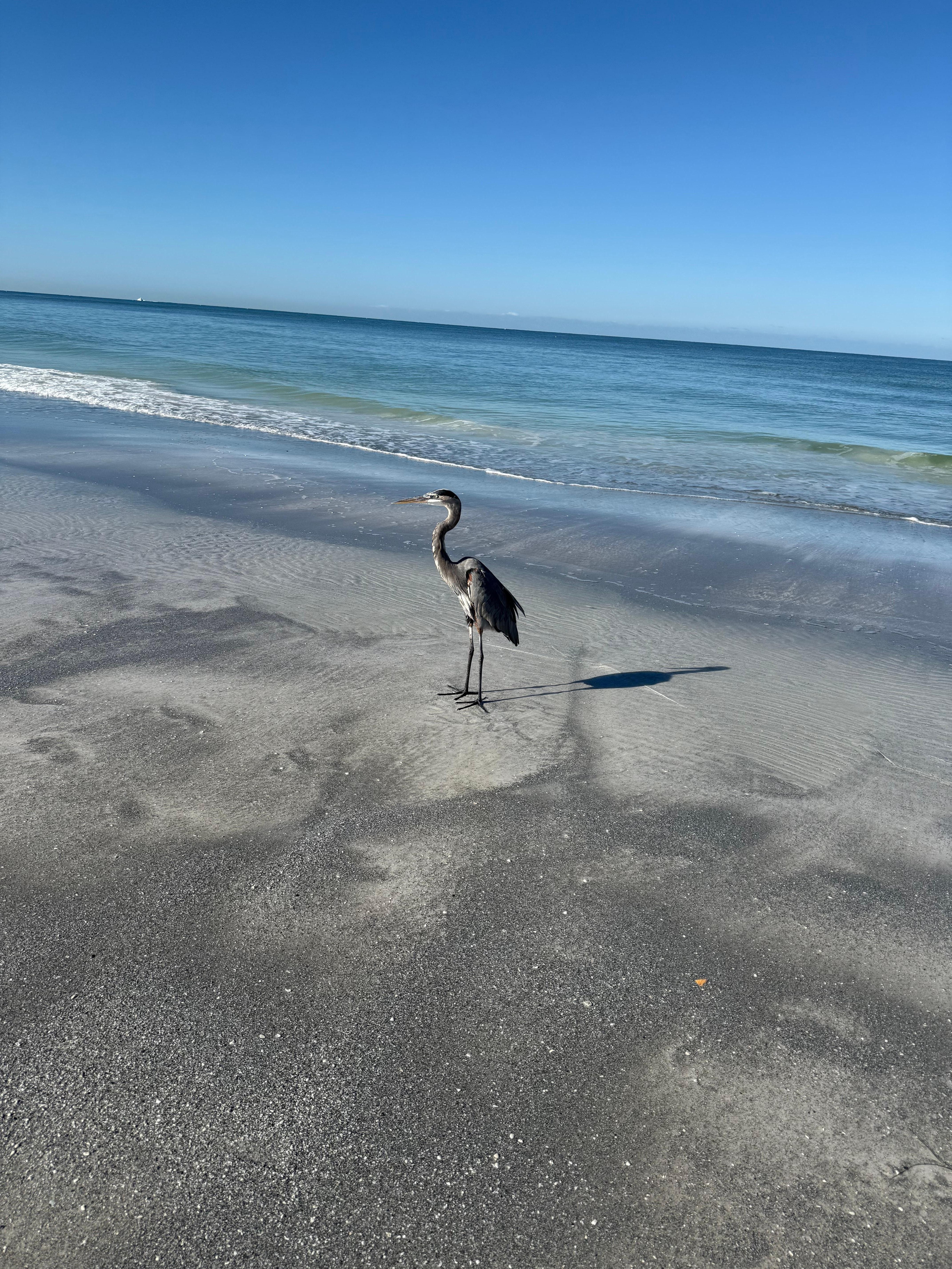Lots of birds and pelicans to watch from the patio