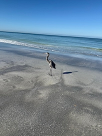 Lots of birds and pelicans to watch from the patio