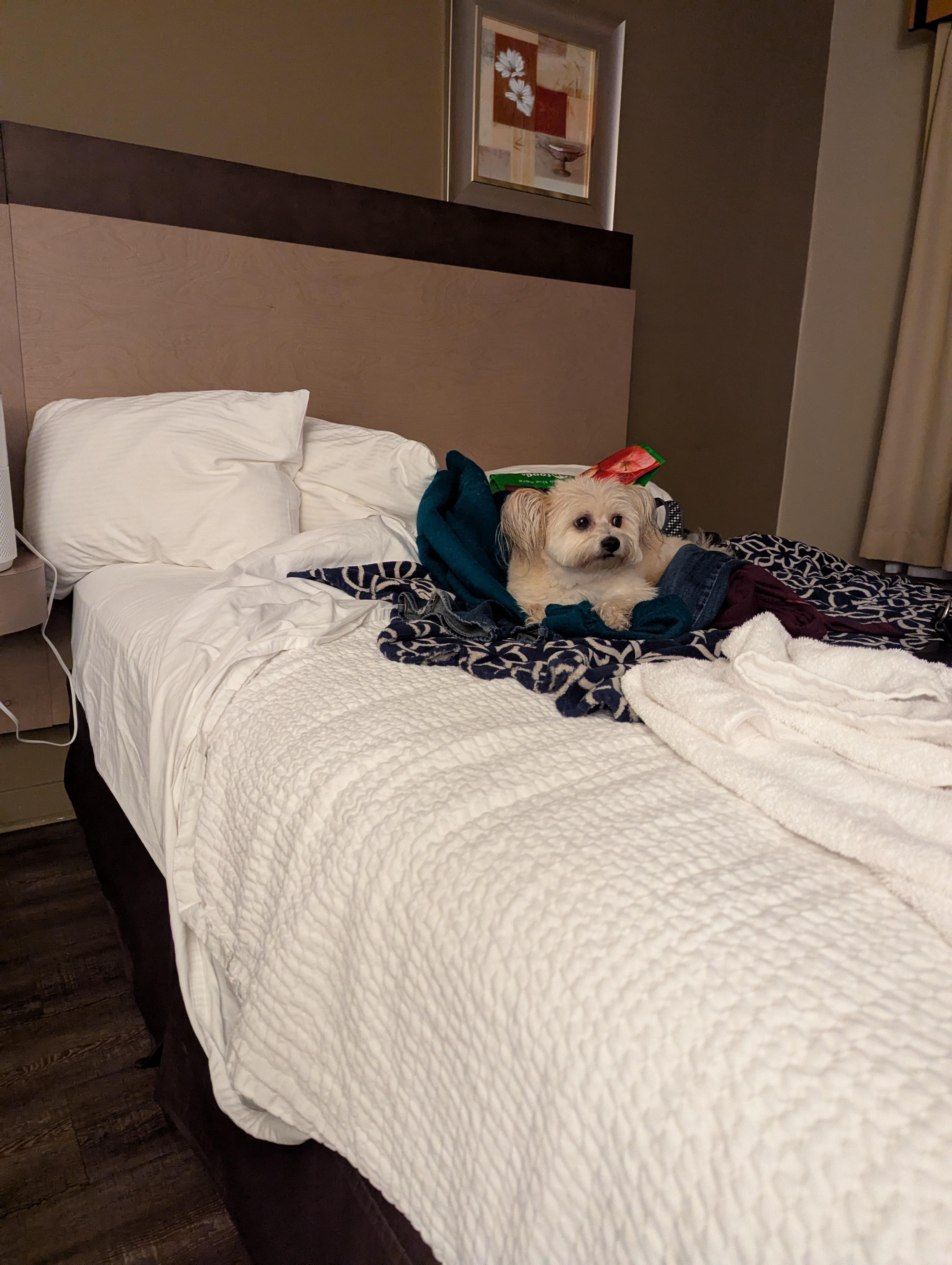 Pepper oni Bigglesworth