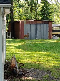 Outside of the home, many deer