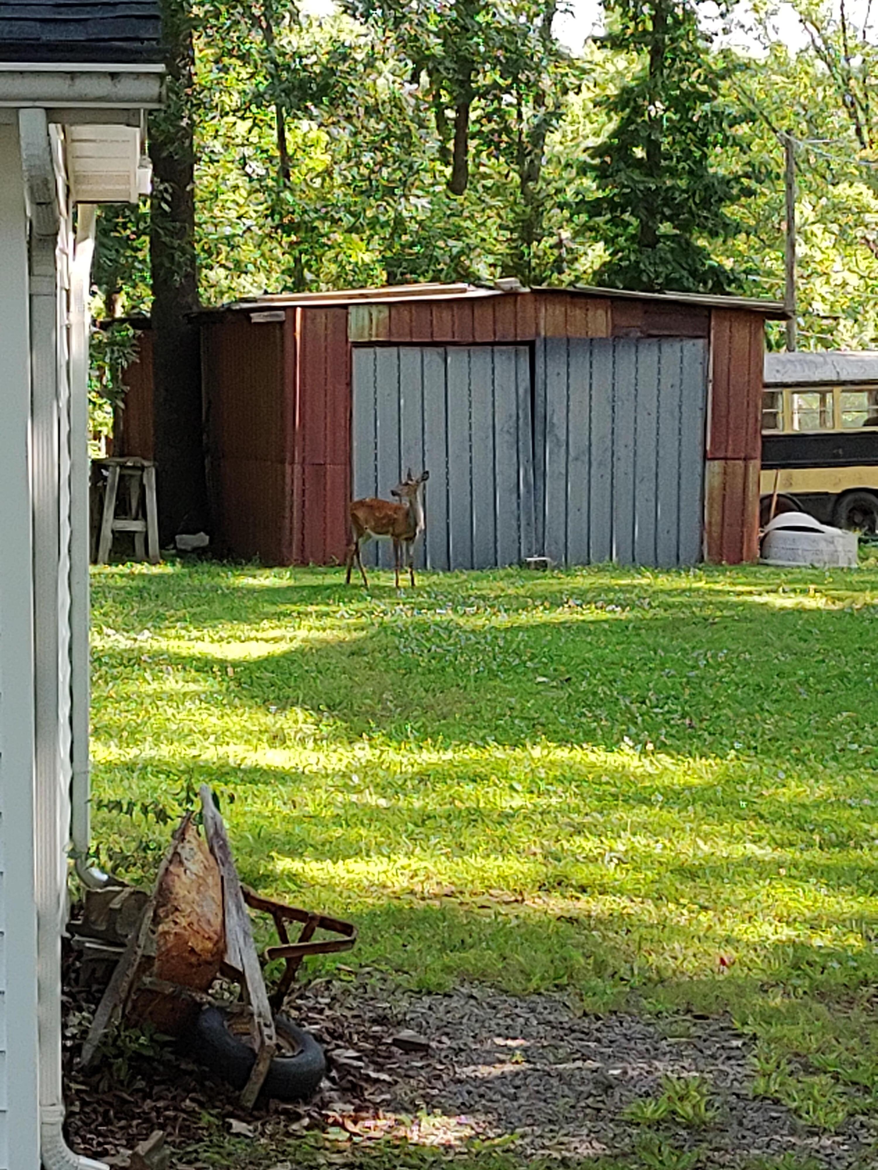 Outside of the home, many deer