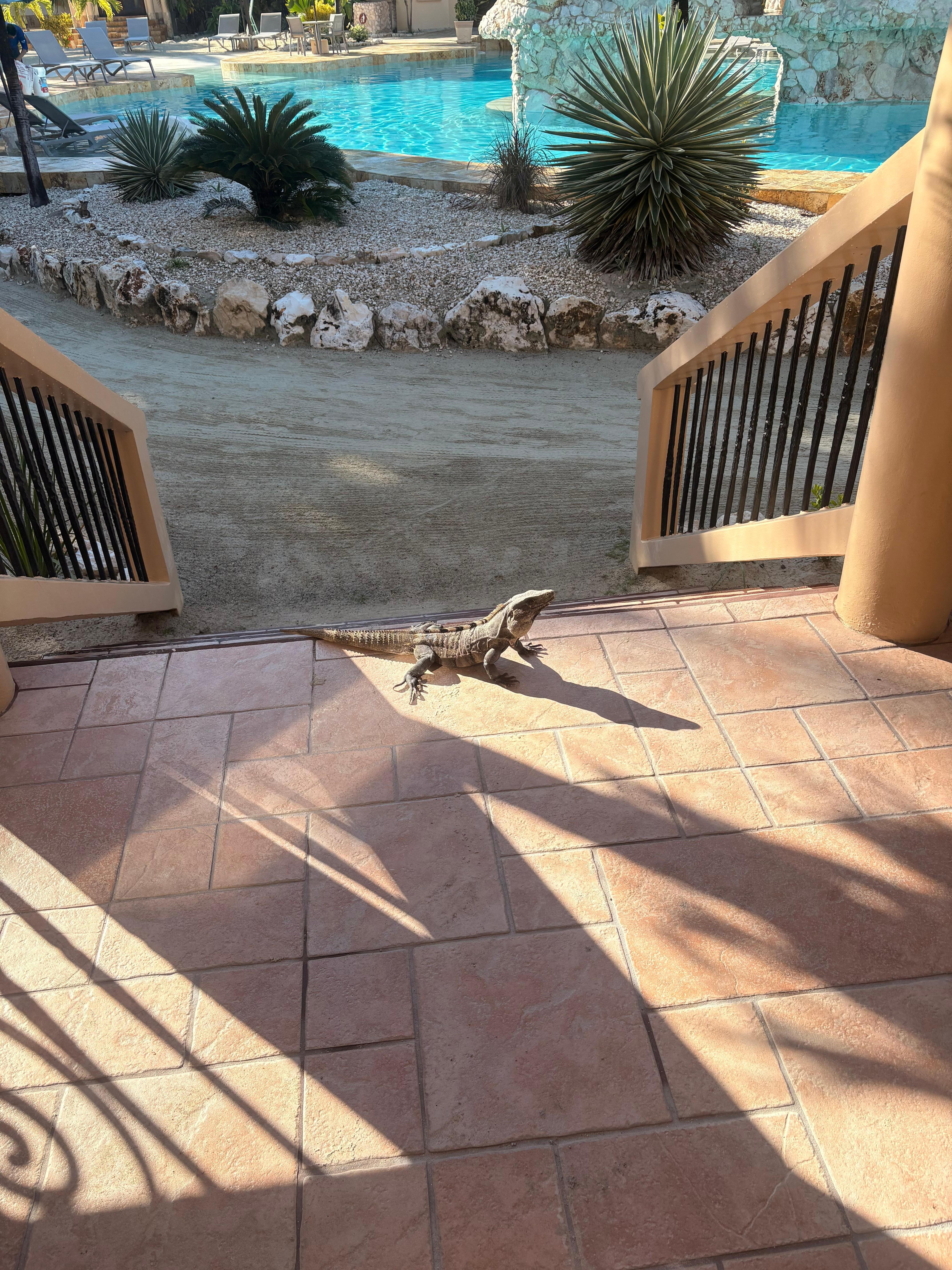 Lots of lizards/Iguanas out front of our Casita