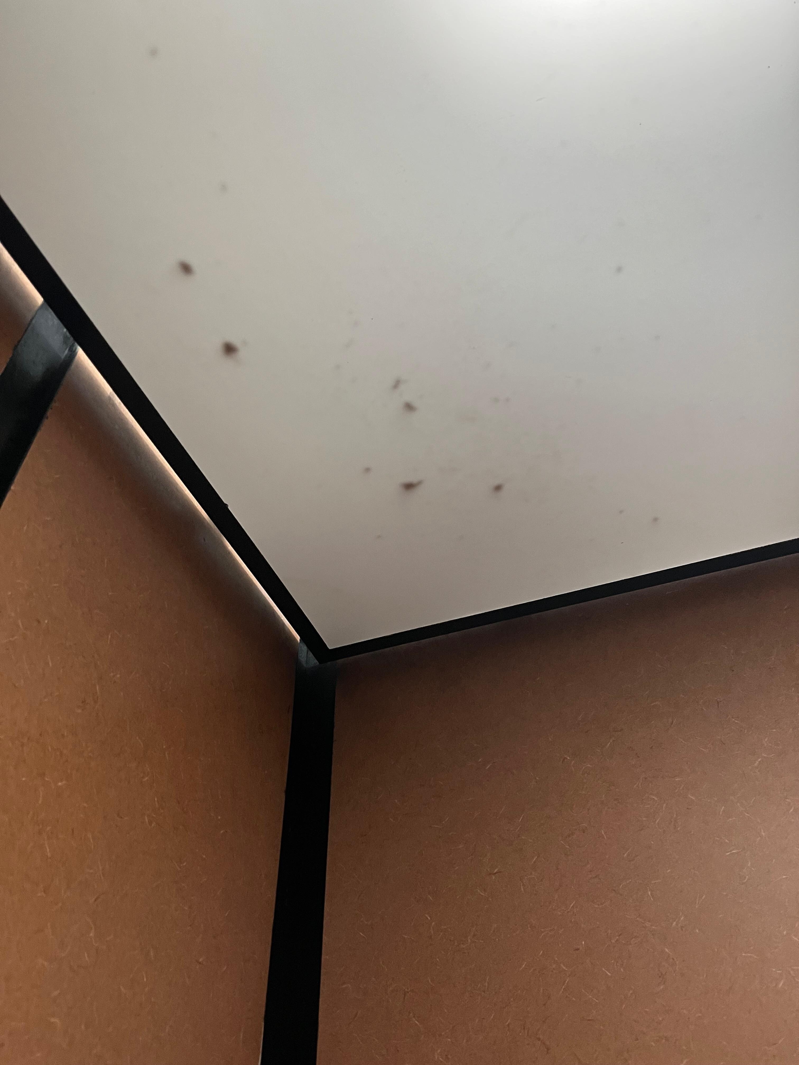 Dead bugs in ceiling tiles 