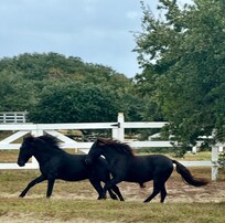 Two running freely