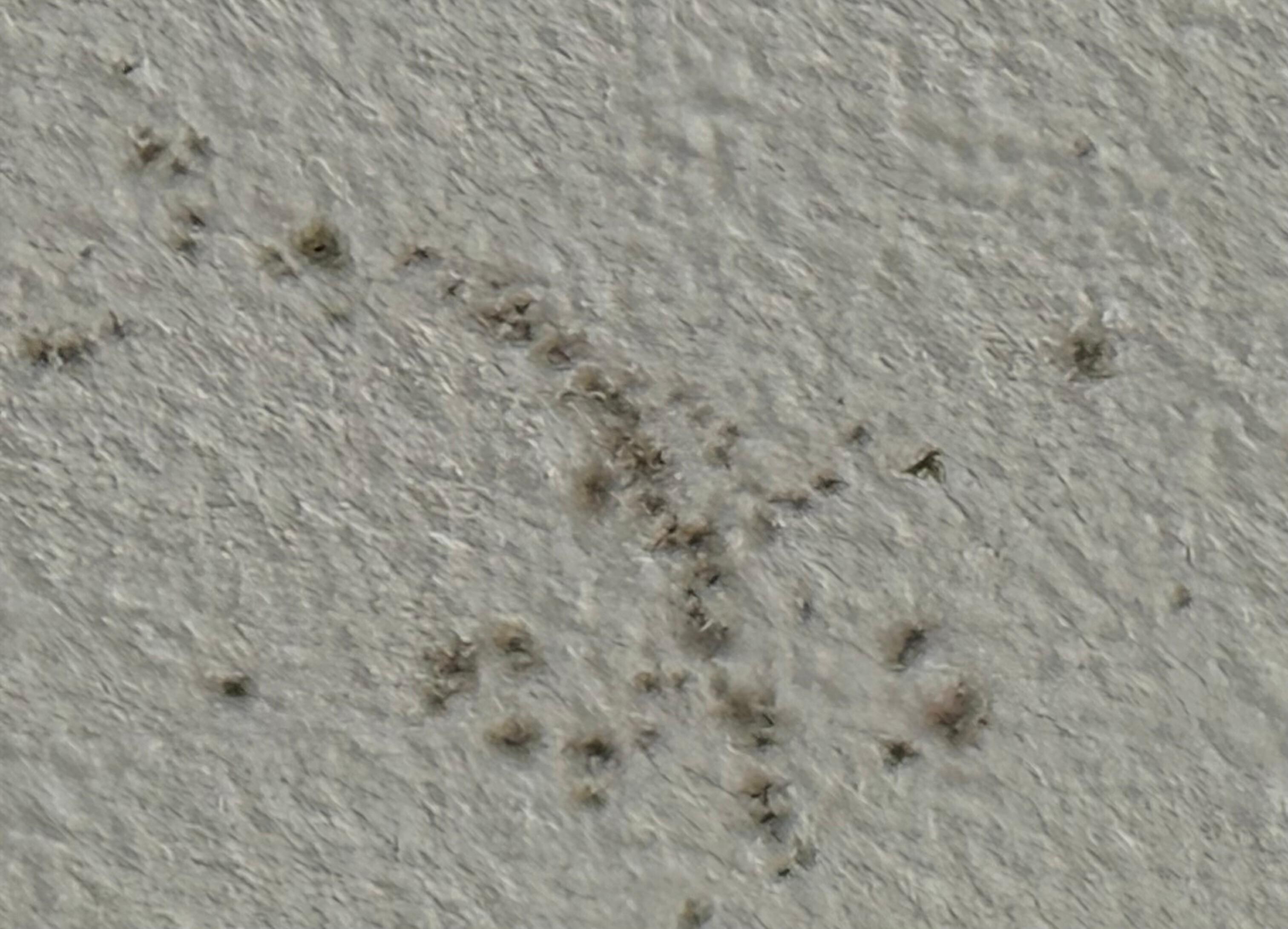 Mold on our ceiling
