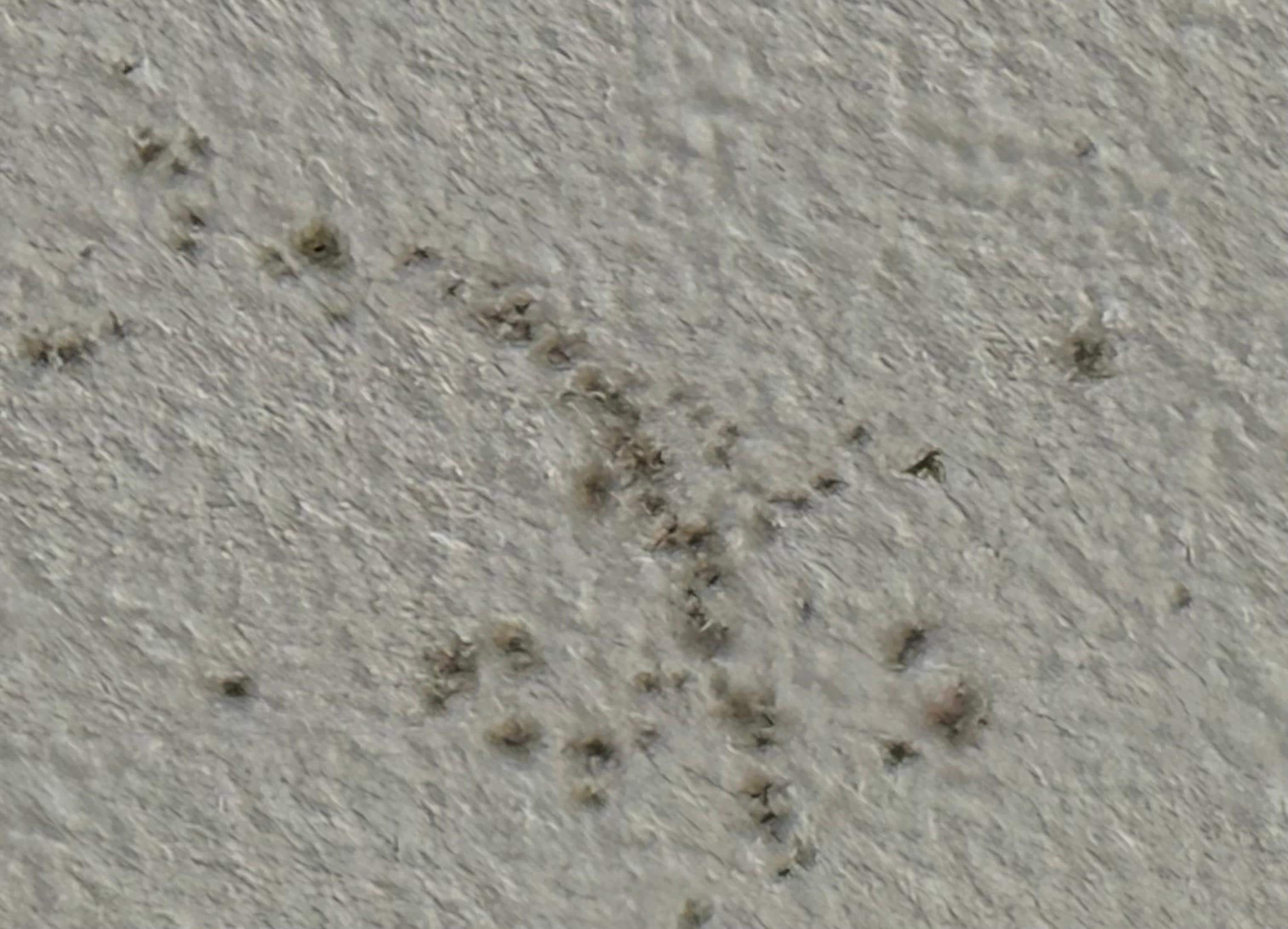 Mold on our ceiling