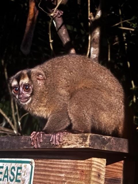 Night monkey came to our dining hut for a treat. The kids were so excited to feed it.