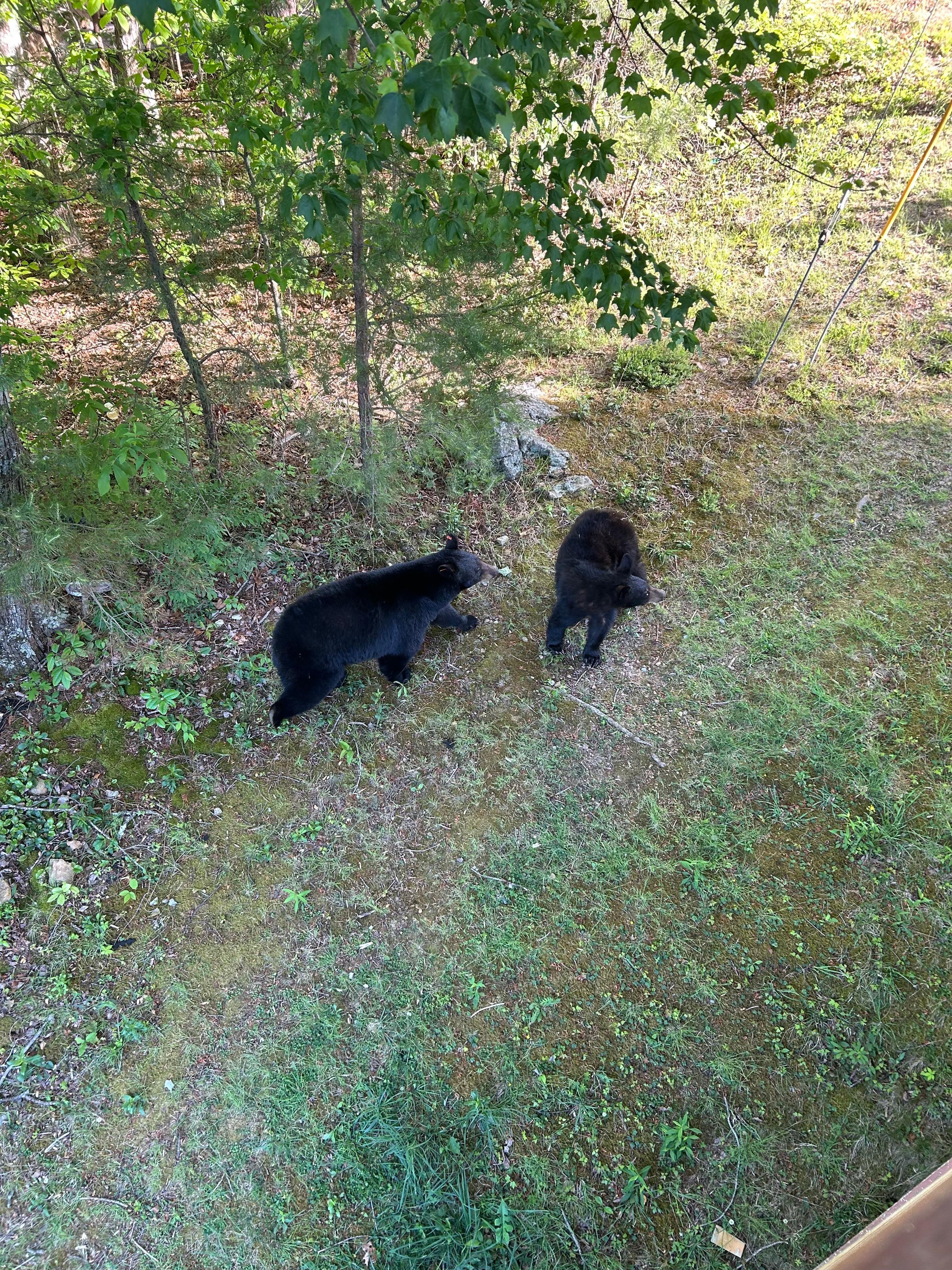 Bears making their daily visit