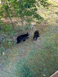 Bears making their daily visit