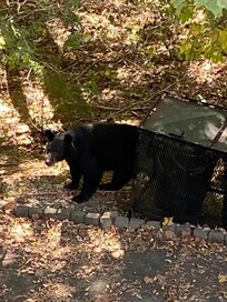 Had a visitor that showed up 3 days in a row