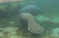 Swimming in Three Sisters with the manatees