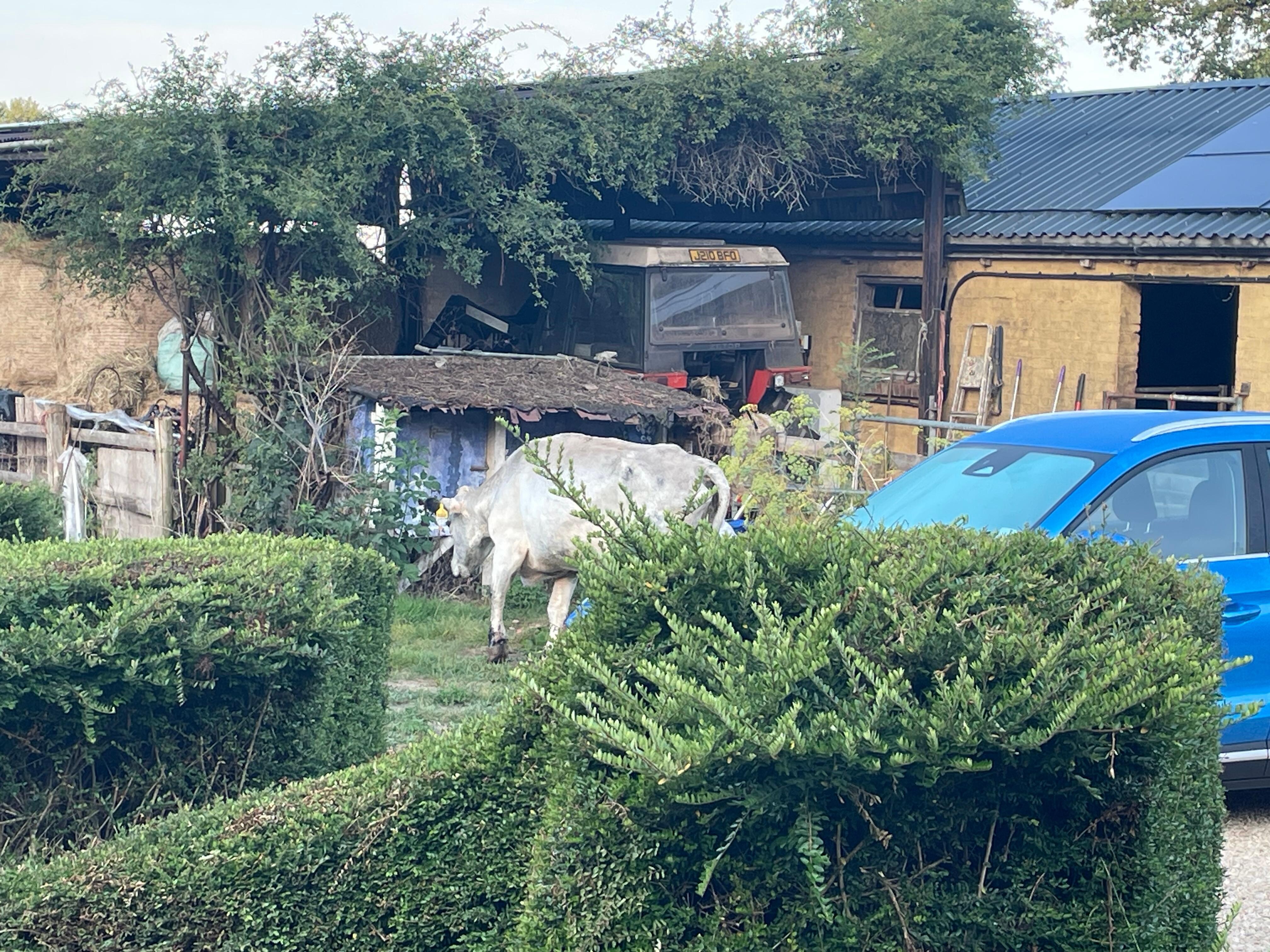 Welcomed home one morning by a rather lonely cow!