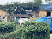 Welcomed home one morning by a rather lonely cow!