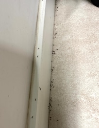 Ants crawling all over the kitchen floor