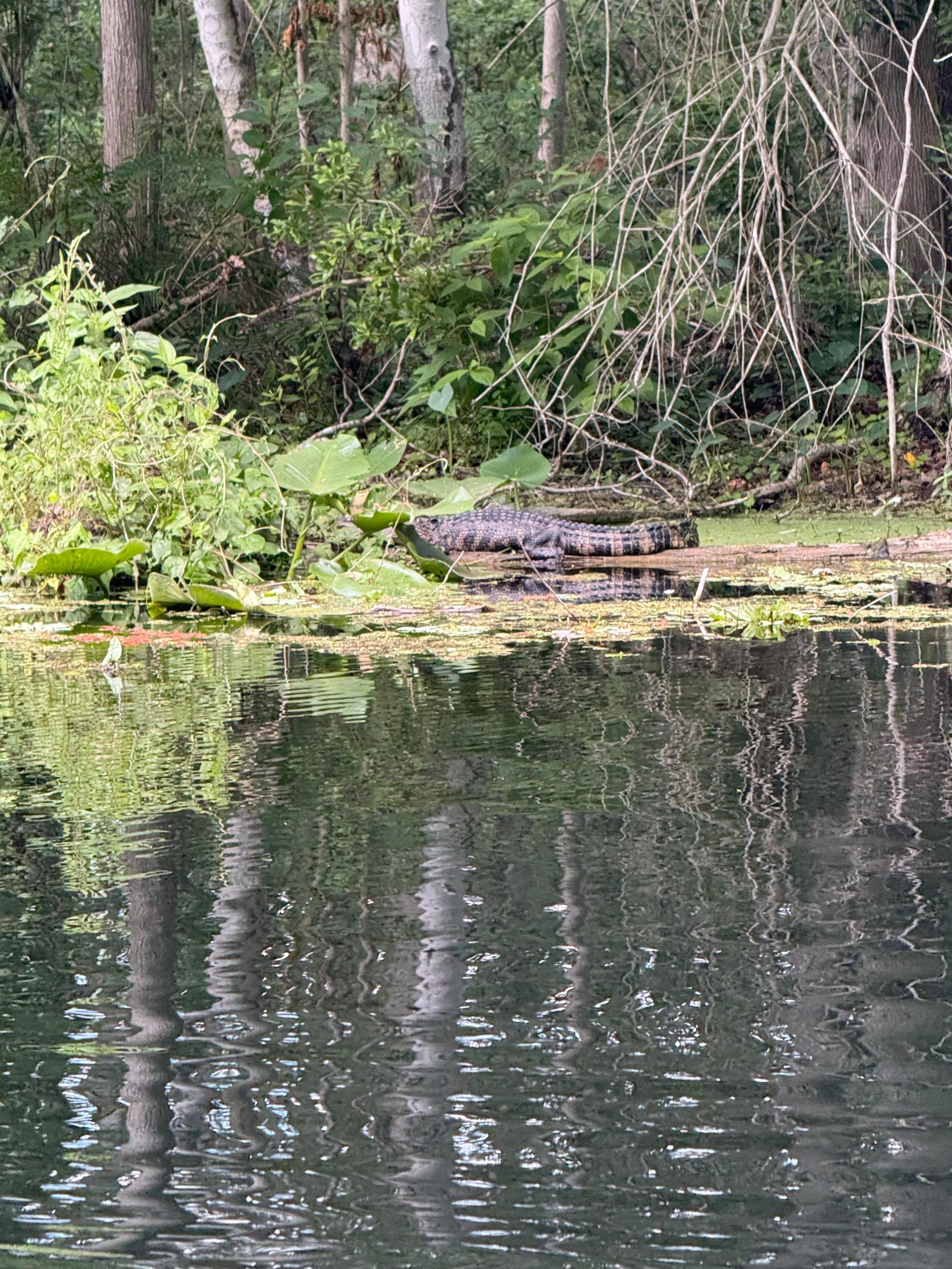 Baby gator seen kayaking around the bend 