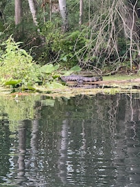 Baby gator seen kayaking around the bend