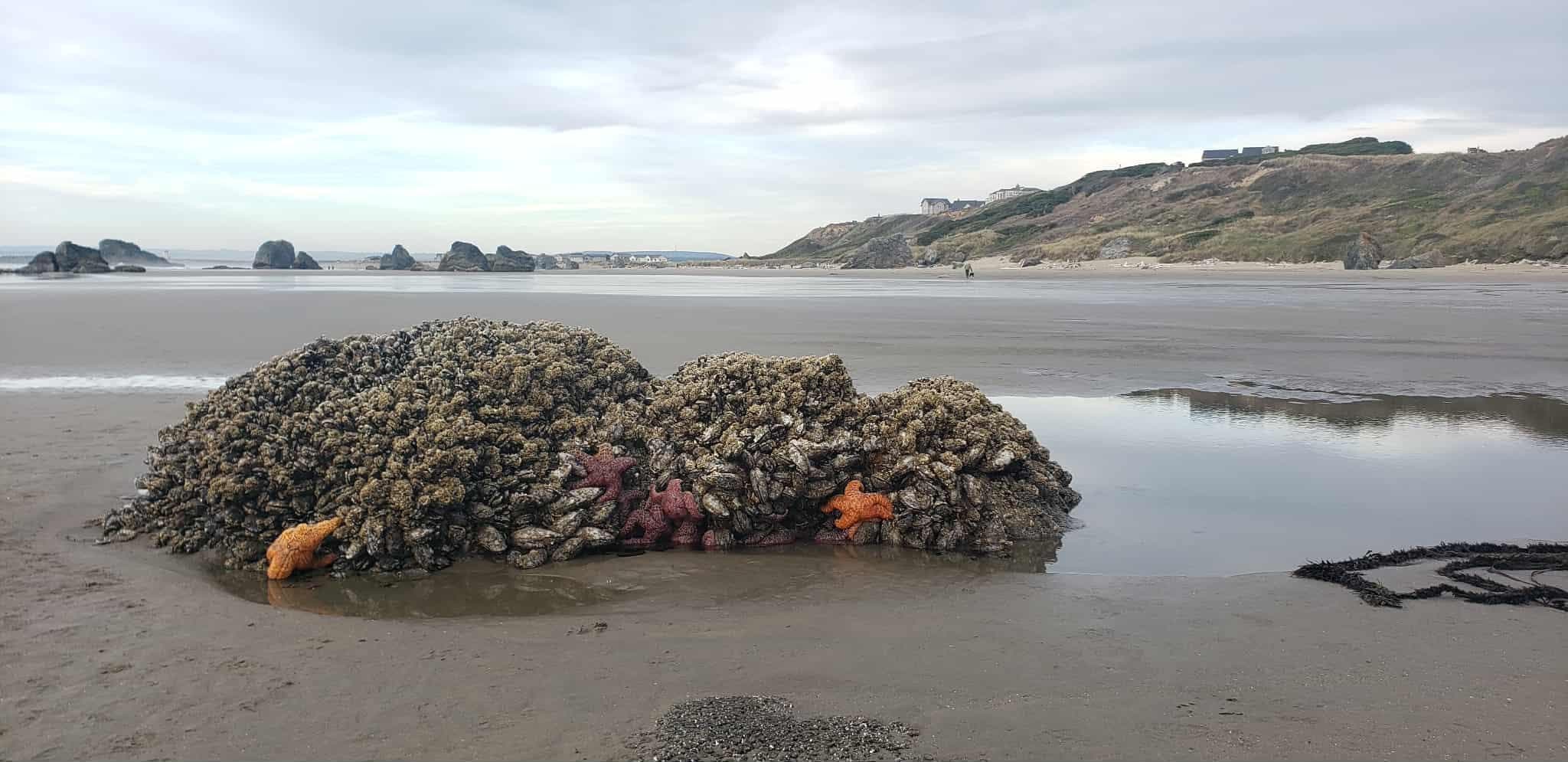 Fun tidepools with so many starfish,anenomes, crustacians