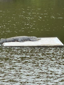 Pond view